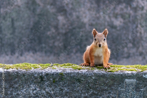 A cute Eurasian red squirrel perched on an old grey stone structure covered with green moss, looking curious against a soft out of focus background.