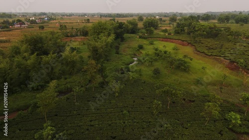 Tea Garden Bordering Open Farmland in the Nepal 	Haldibaari Jhapa