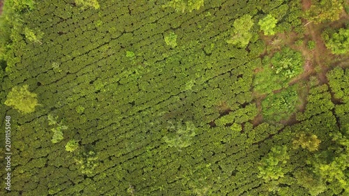 Aerial View of Lush Tea Garden Plantation on Nepal ,haldibaari, jhapa, chiya baari