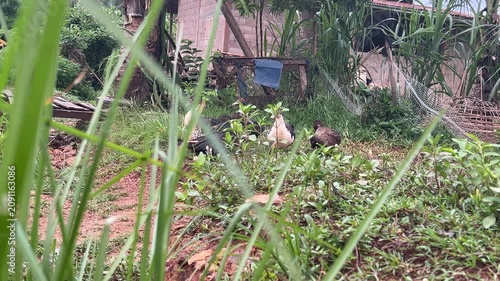 Free Range Muscovy Ducks Resting in a Rural Farmyard with Natural Countryside Environment