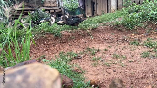Free Range Muscovy Ducks Resting in a Rural Farmyard with Natural Countryside Environment