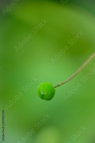 Konstfotografi Macro shot of tiny Camelina sativa wildflower in park