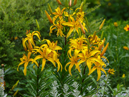 Lilium Yellow Bruse is blooming in the garden. Yellow Bruce Lilies are a yellow version of the original orange tiger lily.