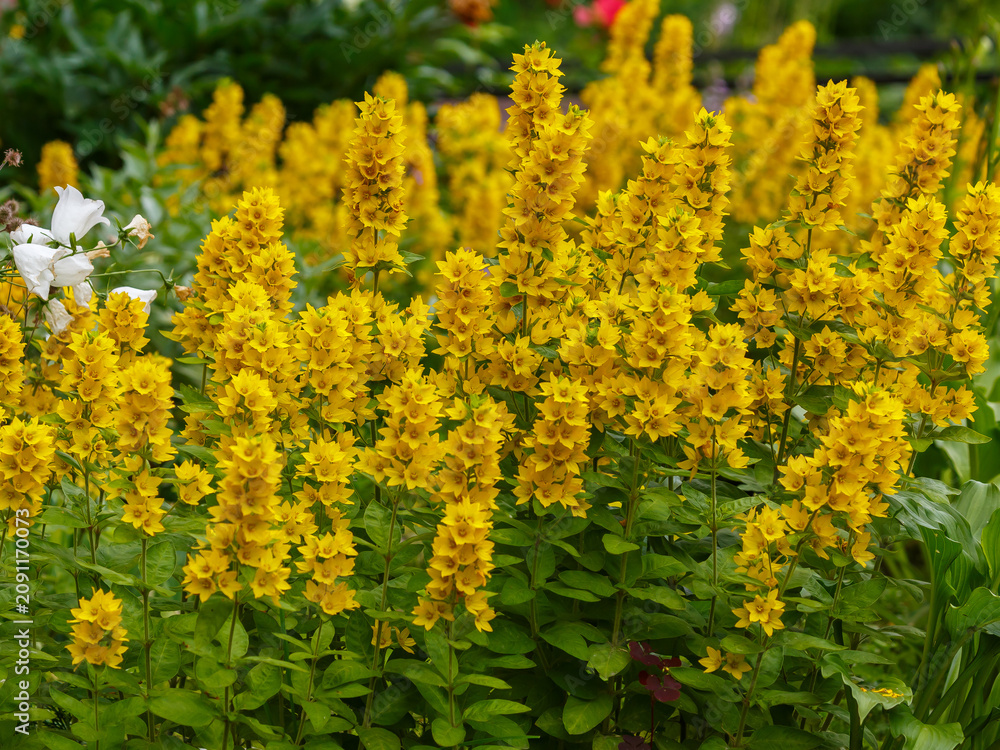 Obraz premium Lysimachia punctata is blooming in the garden. Lysimachia punctata, the large yellow loosestrife, circle flower, or spotted loosestrife, is a flowering plant species in the family Primulaceae.
