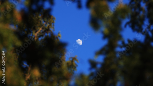 Fotografie Waxing gibbous Moon with tree silhouettes on a daylight blue sky.