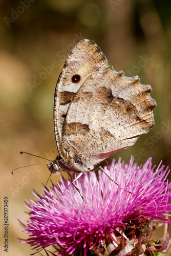 Hermit butterfly on a flower
