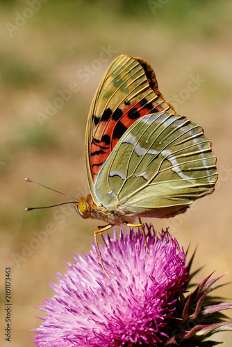 Cardinal butterfly on flower