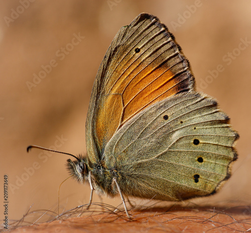  Lesser Lattice Brown butterfly
