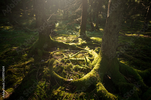 Quadro su tela Sunlight Rimming Moss-Cloaked Roots on the Floor of a Swedish Old-Growth Forest
