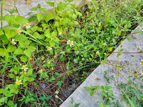 Tridax procumbens wild coatbuttons flowers blooming in lush green garden meadow field background