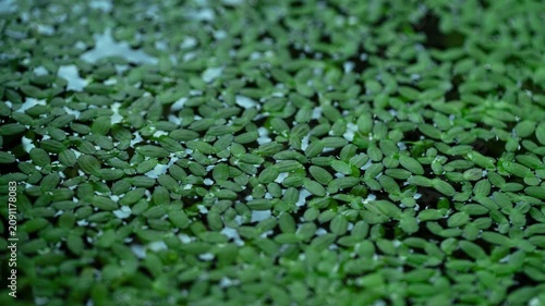 Duckweed Moving Leaves on a Pond Water Surface in Time Lapse with Sun Shading. Lemna Minor