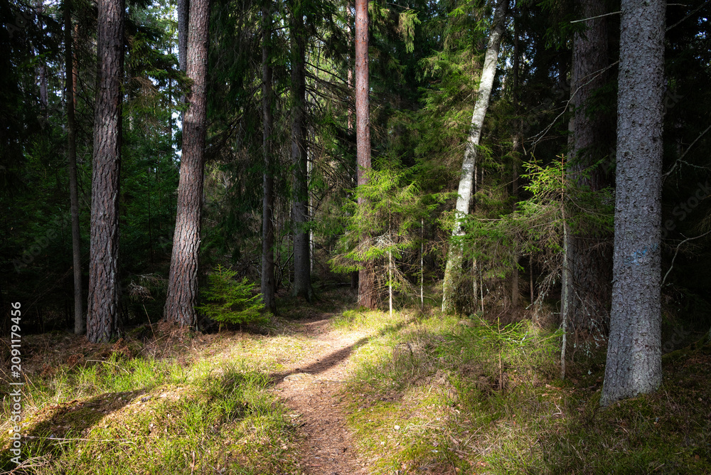 Obraz premium Sun-Dappled Path Winding Uphill Past a Copper-Barked Pine in a Swedish Forest