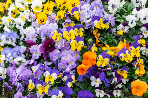 Floral background with many colorful pansies, selective focus