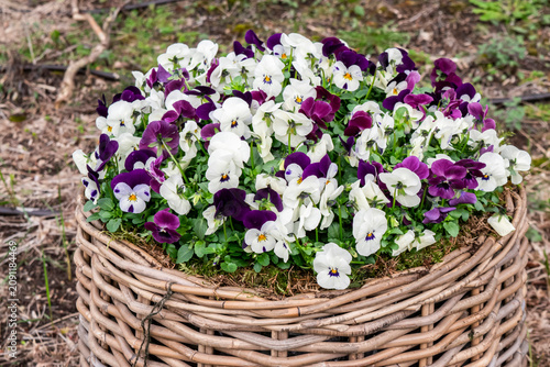 Pansies in a wicker basket in a spring garden, selective focus