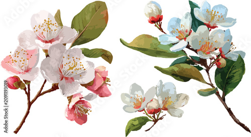 cherry blossom isolated on white