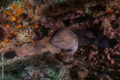 Moray eel Mooray lycodontis undulatus in the Red Sea, Eilat Israel
