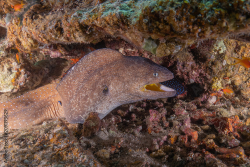Moray eel Mooray lycodontis undulatus in the Red Sea, Eilat Israel
