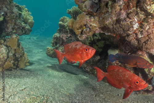 Fish swimming in the Red Sea, colorful fish, Eilat, Israel
