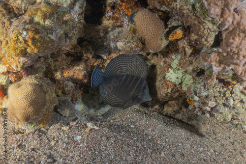Fish swimming in the Red Sea, colorful fish, Eilat, Israel
