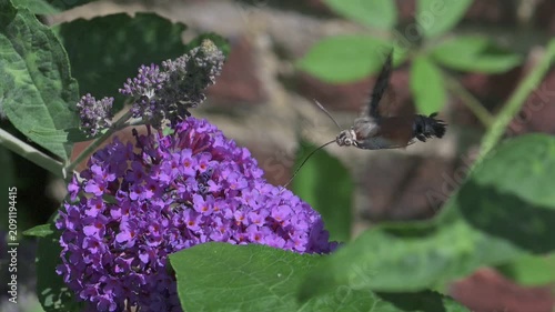 Hummingbird Hawk-Moth (Macroglossum stellatarum) rather scruffy individual with missing hair feeding on buddleia flowers. July, Kent, UK [Slow motion x10]