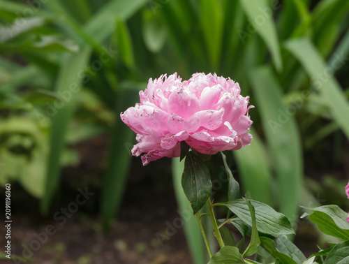Close-up of a pink blooming peony in the garden