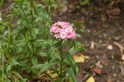 Pink and white carnation flowers in the garden