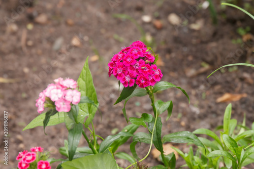 Pink carnation flowers in the garden