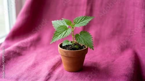 Small plant in pot on pink fabric