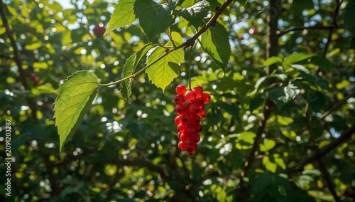 Fresh Red Berries Hanging on a Branch in a Green Garden During Daytime