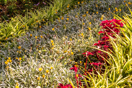 Foto Senecio crassiflorus pertenece a la familia Asteraceae.