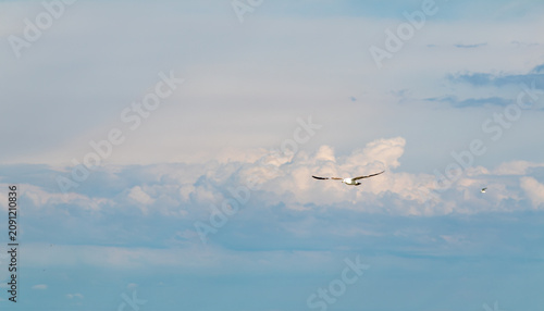 Sky replacement blue sky with high white cumulus clouds and full flying