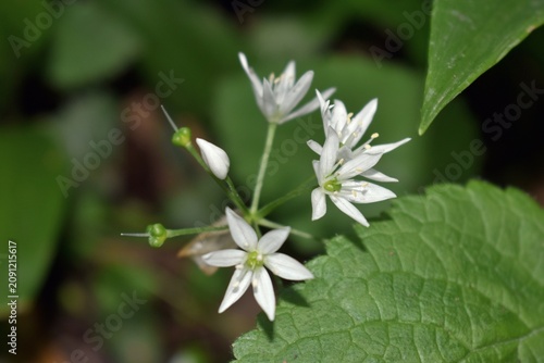 Bild auf Leinwand Gros plan de la floraison blanche d'Ail des Ours, Ramsons (Allium ursinum) s'épanouissant dans un sous-bois