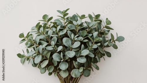 Fresh Eucalyptus Leaves Arranged on a Plain Background for Display or Decoration