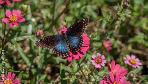 Butterfly Sits on Pink Flowers in Bright Sunlight in a Garden During Spring S...