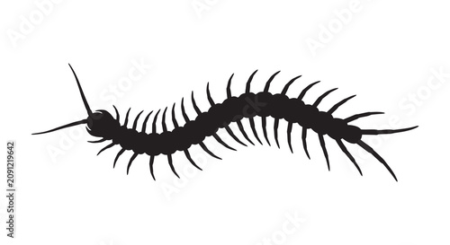 Photos Centipede Silhouette Against A White Background Silhouette