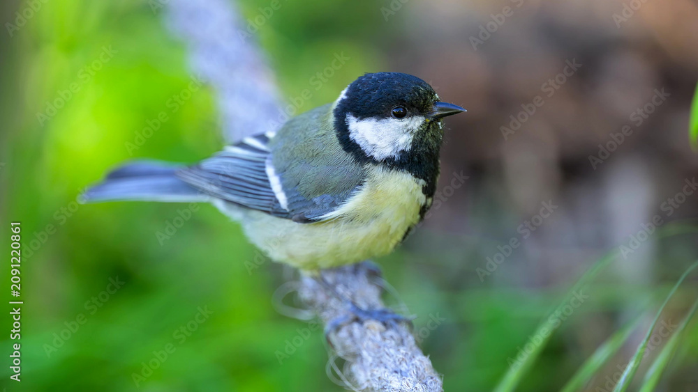 Obraz premium Great Tit Perching on Wooden Branch in Lush Green Garden Habitat, France
