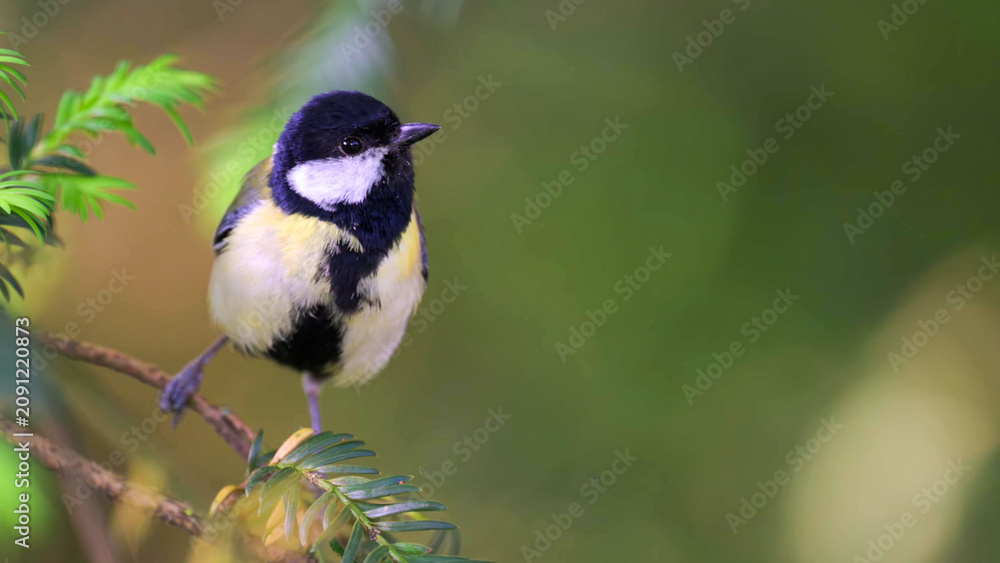 Fototapeta premium Great Tit Perching on Evergreen Branch in Lush Green Garden, France