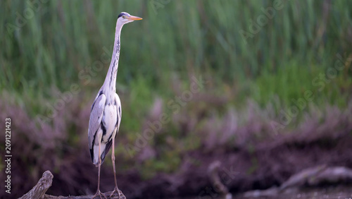 Bild auf Leinwand Grey Heron Standing Tall on Driftwood in Camargue Wetland Marsh, France