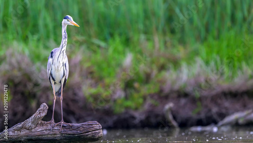Foto Grey Heron Standing on Driftwood by Wetland Reed Bed, Camargue, France