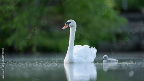 Fotografie Mute Swan with Cygnet Swimming on Calm Lake, Paris, France