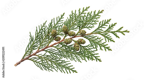 Fotografie Green cedar twig with small cones isolated on transparent background png high resolution macro photography