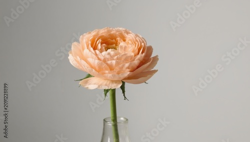Peach Flower Stands Tall in Glass Vase Against Simple Gray Background on a Su...