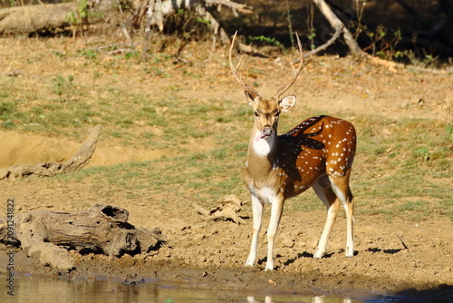 Fotografie Alert Spotted Deer Standing Near a Waterhole in Yala National Park, Sri Lanka