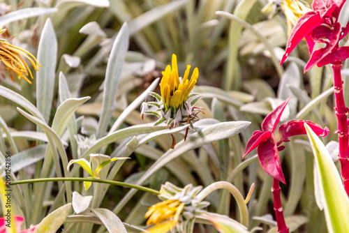 Cuadro en lienzo Senecio crassiflorus pertenece a la familia Asteraceae.