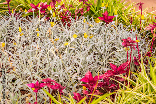Bild auf Leinwand Senecio crassiflorus pertenece a la familia Asteraceae.