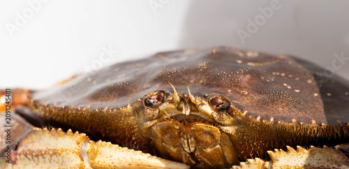 close up of crab