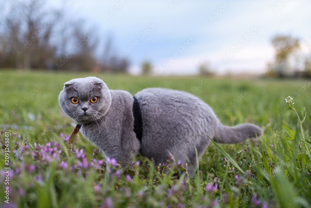 Obraz premium frightened Scottish Fold cat walks carefully on a leash through green garden grass dotted with tiny wild flowers, pausing to listen to surrounding nature with curious and alert expression.