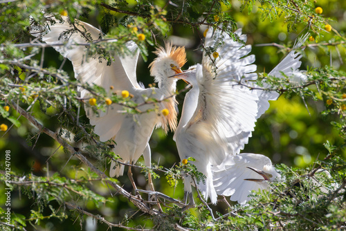 Konstfotografi Western Cattle Egret (Bubulcus ibis) at breeding colony Montagu, Western Cape, South Africa