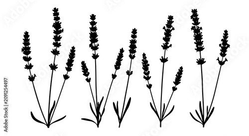 Foto Black silhouettes of lavender flower sprigs arranged in clusters on a clean whit