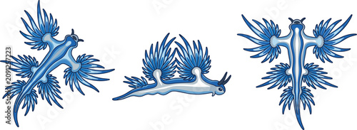 Schilderij op canvas Blue Dragon Sea Slug Vector Illustration Set Featuring Glaucus Atlanticus Nudibr
